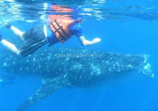 Whale shark encounter in Donsol