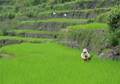 Batad stone walls