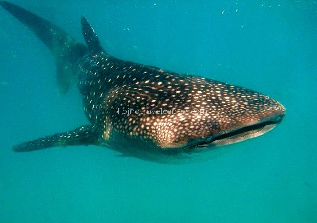 Whaleshark encounter Philippines