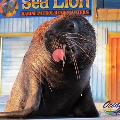 Ocean Adventure sea lion show