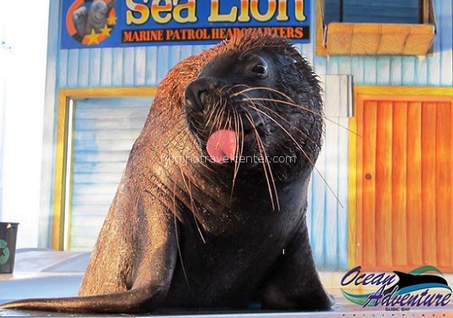 Ocean Adventure sea lion show