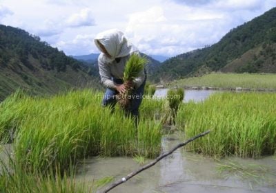 Planting rice