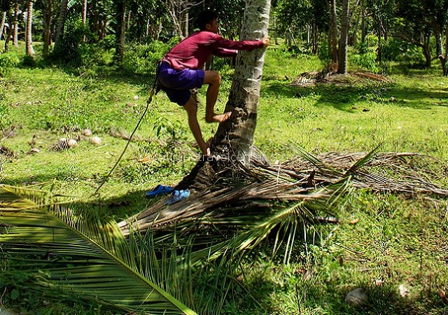 Coconut tree climbing skills