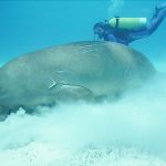 diving-with-the-dugong-courtesy-Dugong-Dive-Center-Dimakya-Island-Palawan