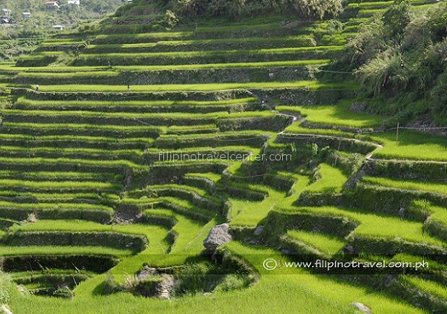 famous Banaue rice terraces