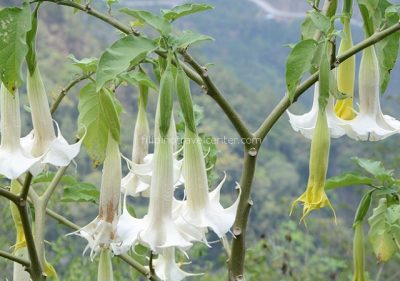 fascinating flowers along Cervantes road