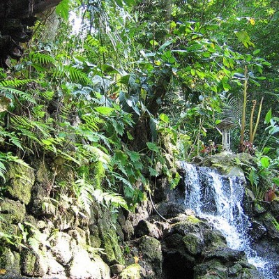 tropical vegetation Hidden Valley Springs