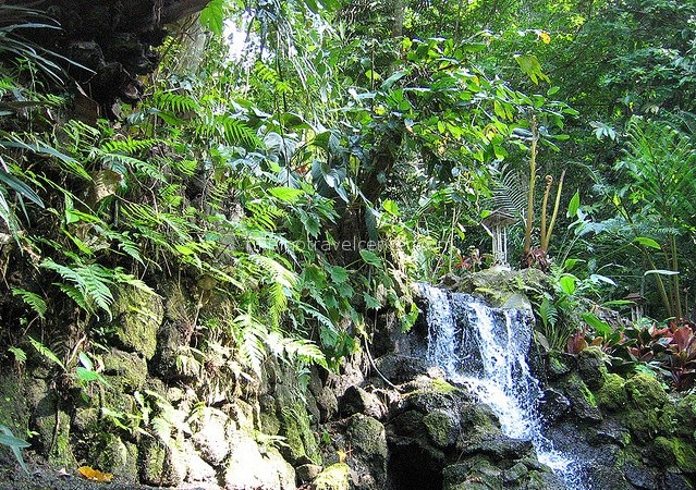 tropical vegetation Hidden Valley Springs