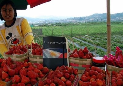 Baguio strawberry fields