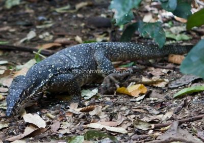 Monitor lizard St Paul Subterannean Nat Park Palawan