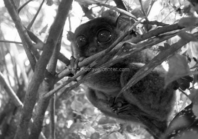 Tarsier Bohol Philippines