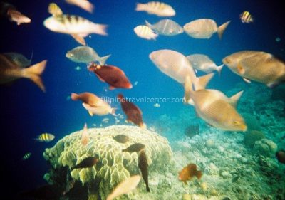 Balicasag island Bohol Philippines snorkeling