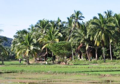 rural scenery