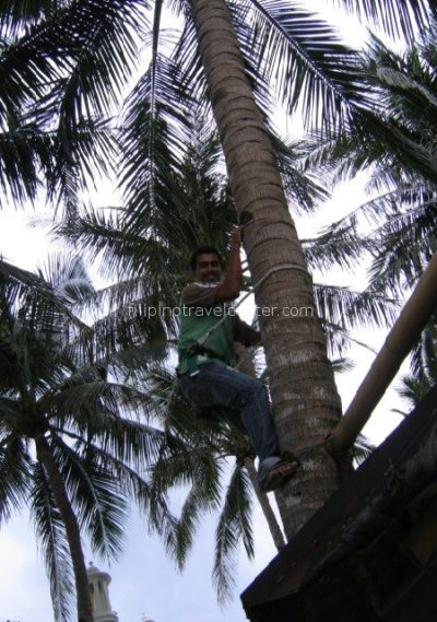 skillful harvesting coconuts