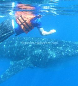 Whaleshark (Butanding) Philippines