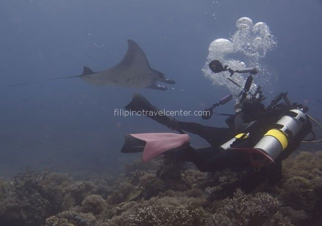 Dive Ticao Island & Snorkel with Whaleshark