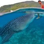 oslob-whaleshark