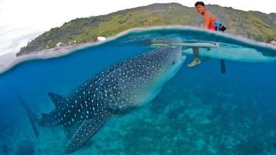 oslob-whaleshark