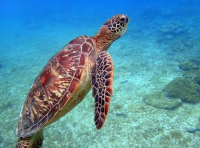 Turtle Dimakya Island Philippine Travel