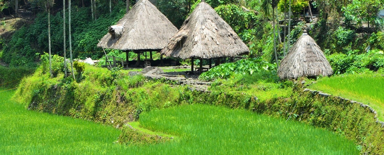 Banaue and Sagada rice terraces of the Phillipines
