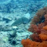 squid-gato-island-reef-malapascua-island-cebu-philippines