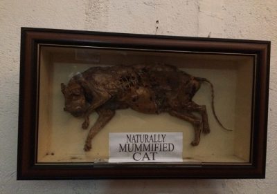 Taal Museum mummified Cat