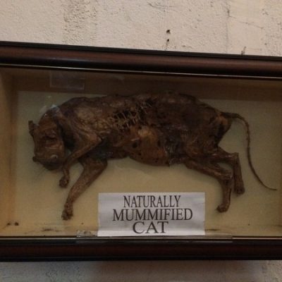 Taal Museum mummified Cat