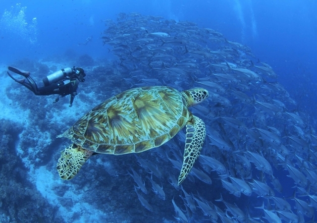 Balicasag Island Diving