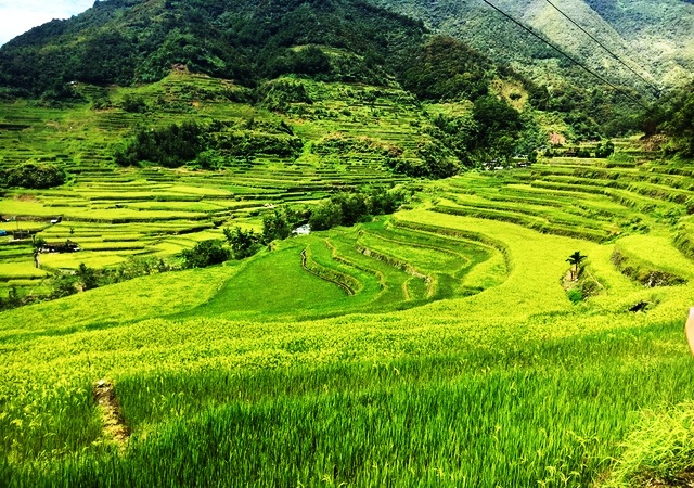 Hapao Rice Terraces Mt Province