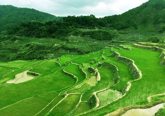 Maligcong Rice Terraces