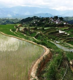 Maligcong Rice Terraces view