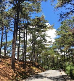 Baguio Pine Trees