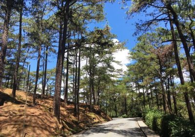 Baguio Pine Trees