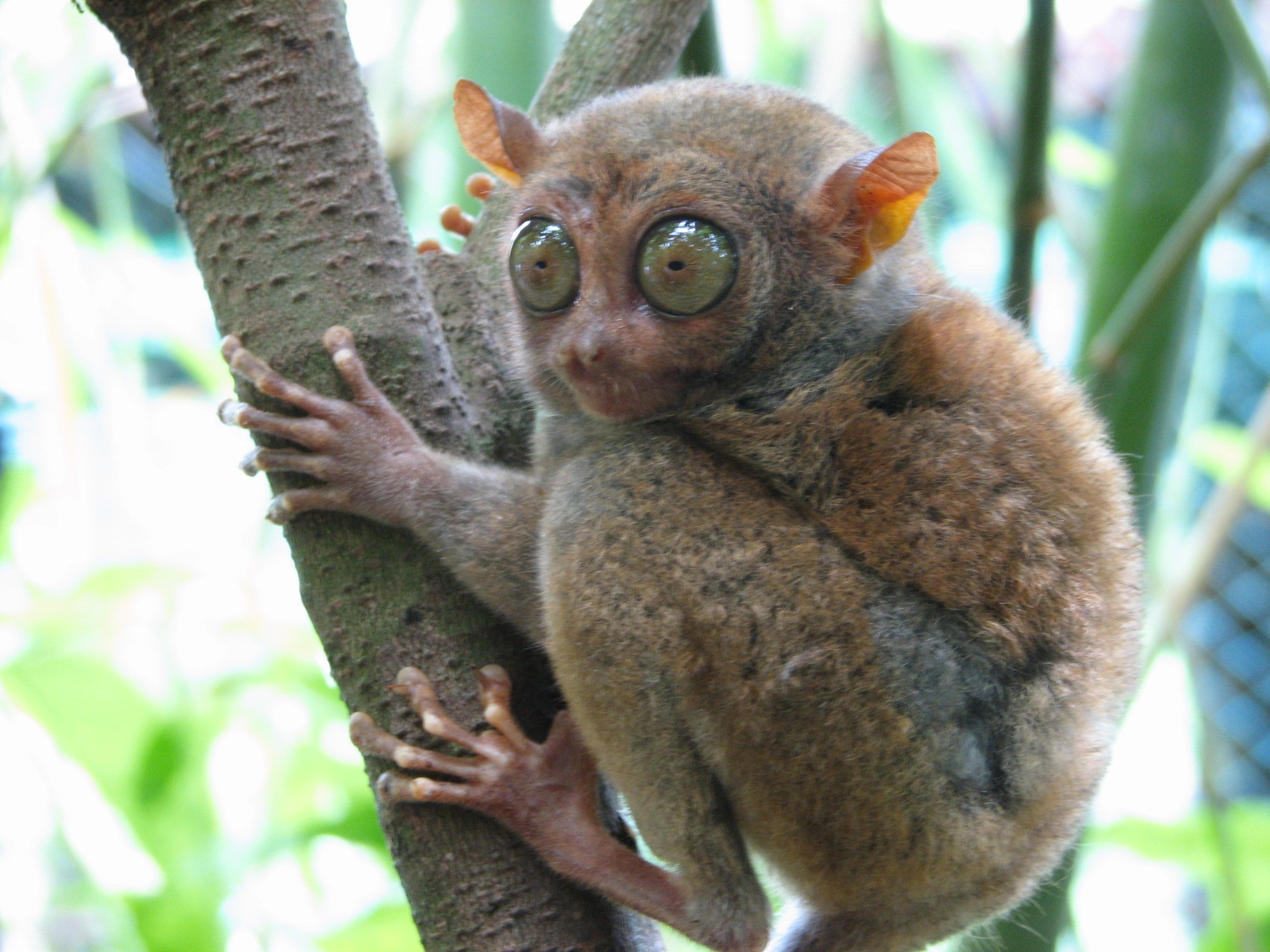 tarsier smallest primates Bohol Philppines