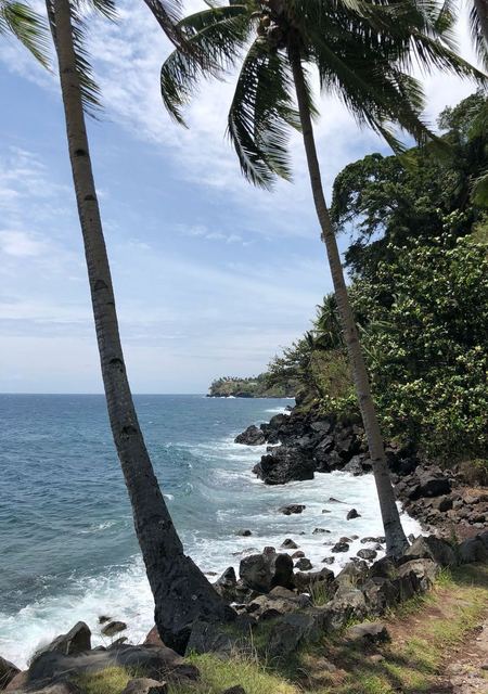 Camiguin Coastline with Coco Tree